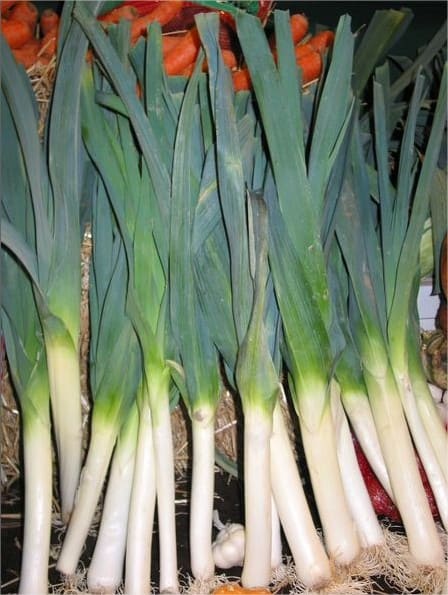 Poireau – Image 2